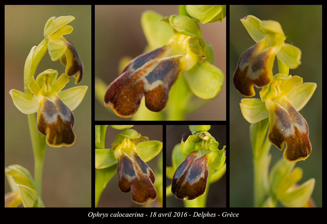 Orchidées de Grèce continentale Ophrys-calocaerina