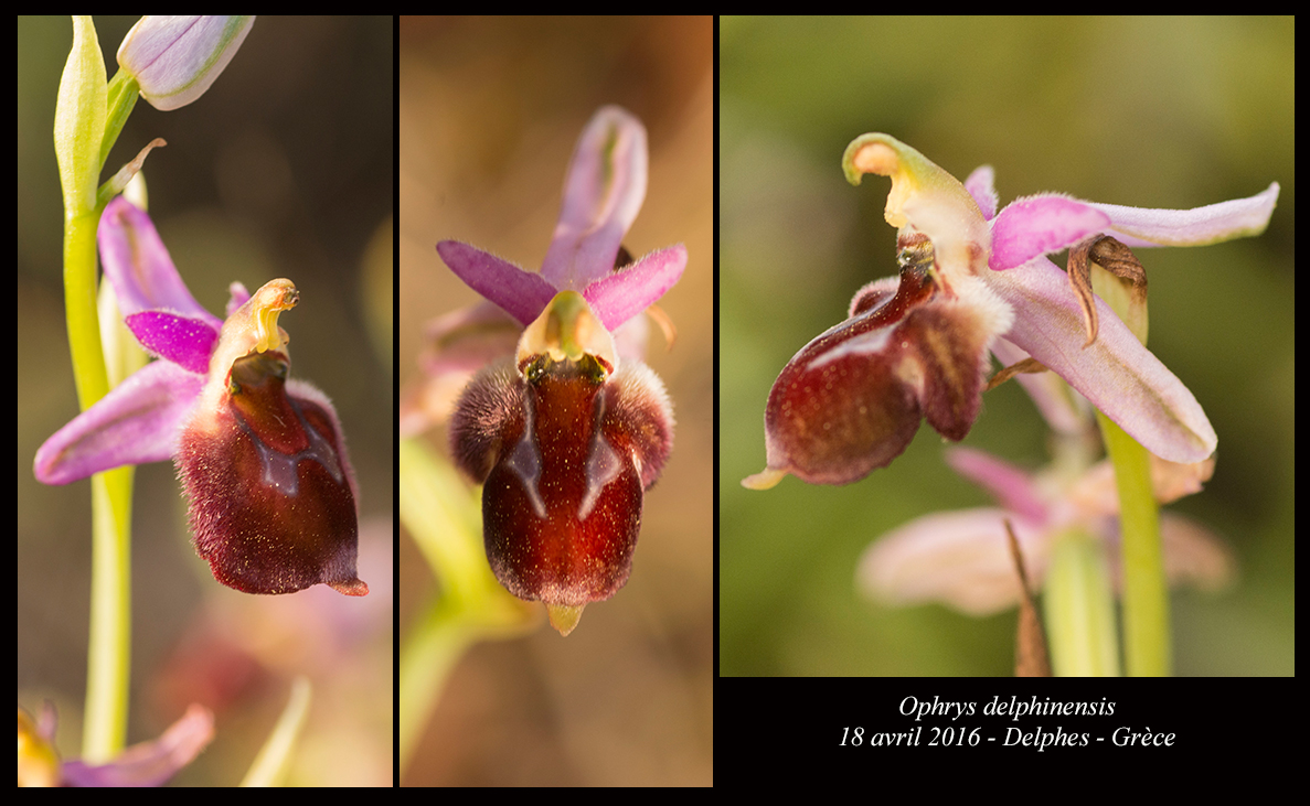 Orchidées de Grèce continentale Ophrys-delphinensis