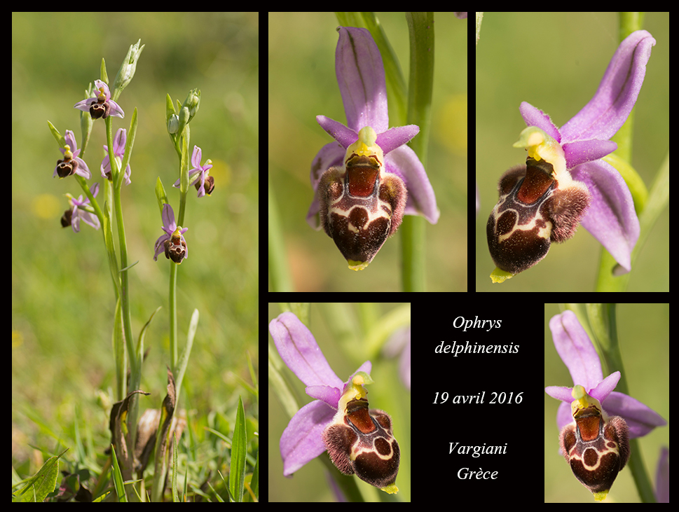 Orchidées de Grèce continentale Ophrys-delphinensis3