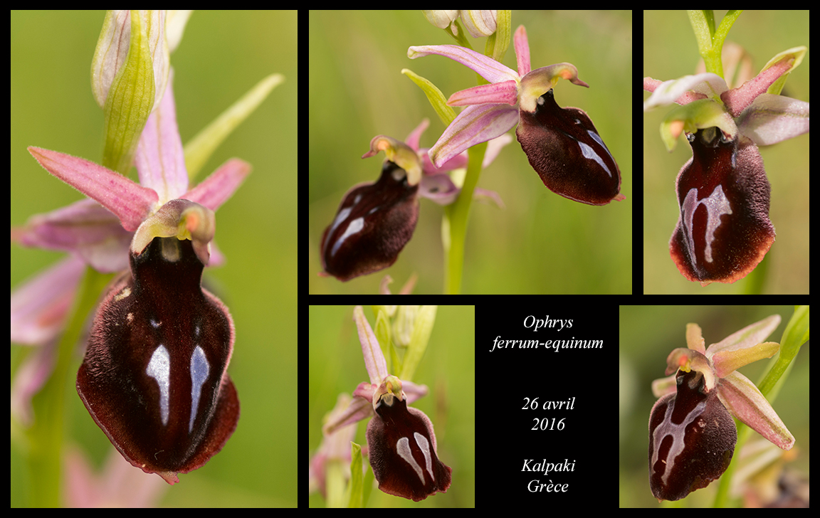 Orchidées de Grèce continentale Ophrys-ferrum-equinum2