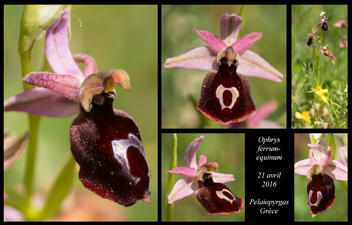 Orchidées de Grèce continentale Ophrys-ferrum-equinum3