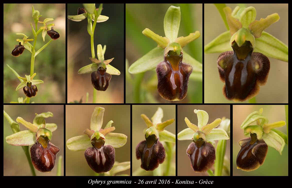 Ophrys grammica Ophrys-grammica