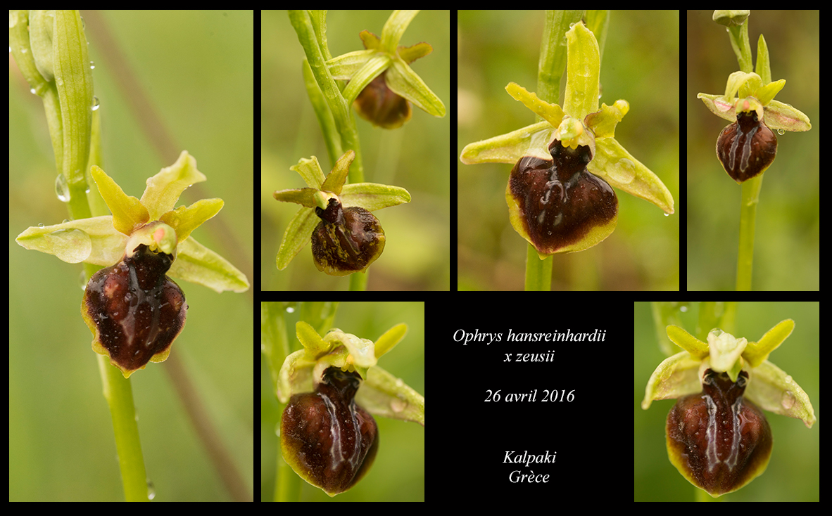 Orchidées de Grèce continentale Ophrys-hansreinhardii-x-zeusii