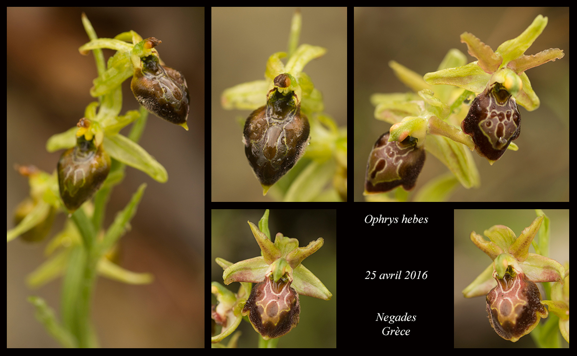 Orchidées de Grèce continentale Ophrys-hebes
