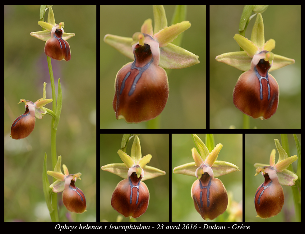 Orchidées de Grèce continentale Ophrys-helenae-x-leucophtalma