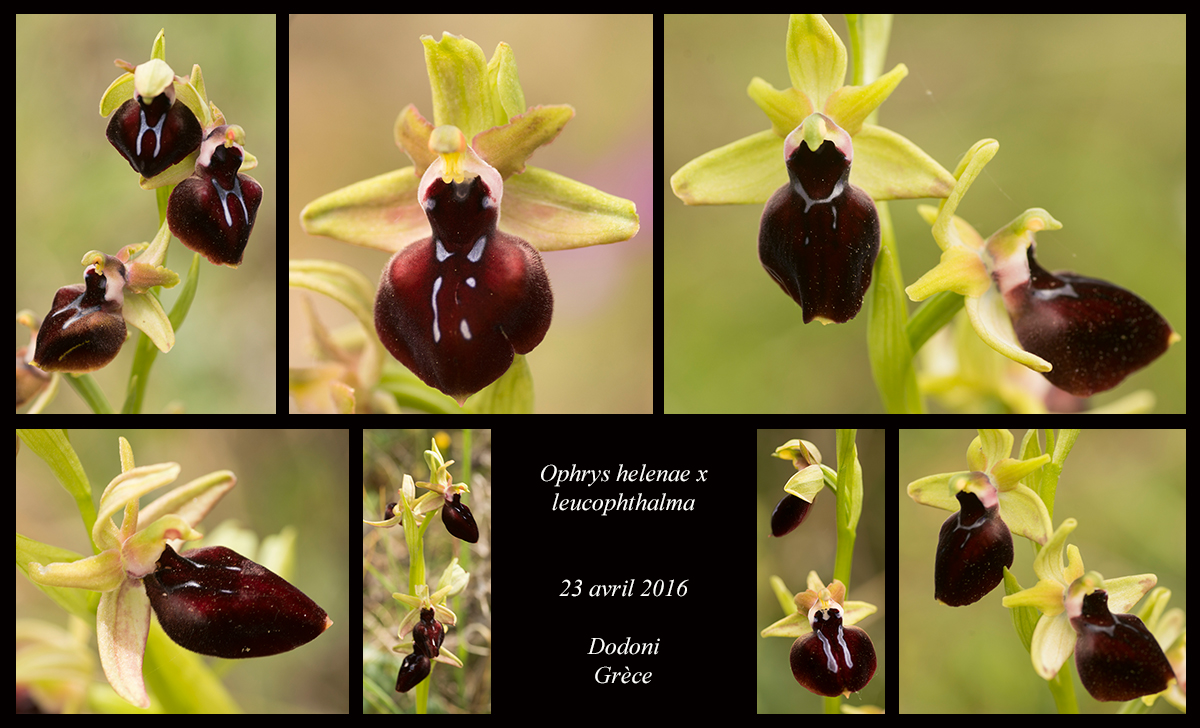 Orchidées de Grèce continentale Ophrys-helenae-x-leucophthalma3