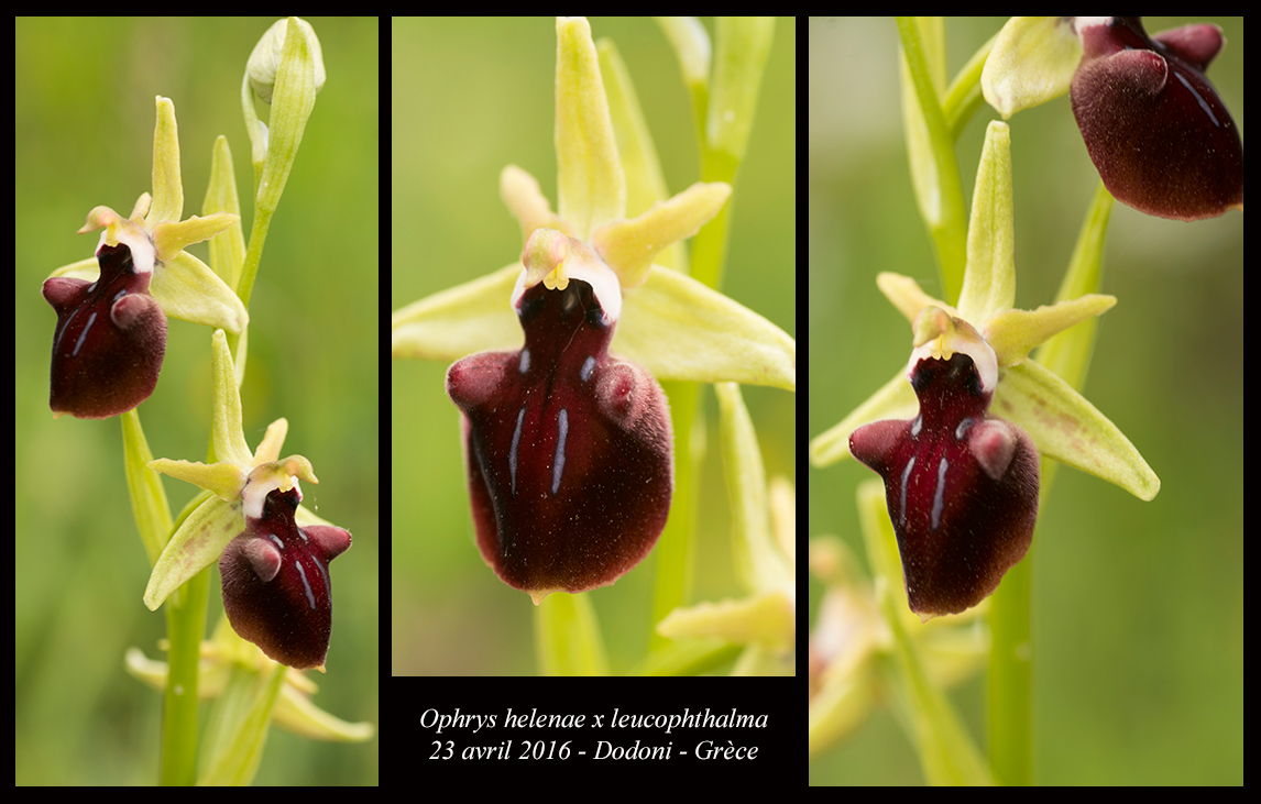 Orchidées de Grèce continentale Ophrys-helenae-x-leucophthalma5