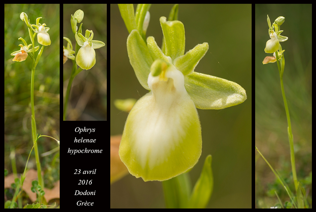 Orchidées de Grèce continentale Ophrys-helenae-hypochrome