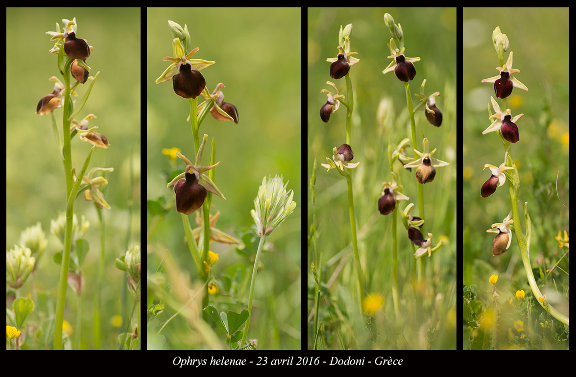 Orchidées de Grèce continentale Ophrys-helenae10