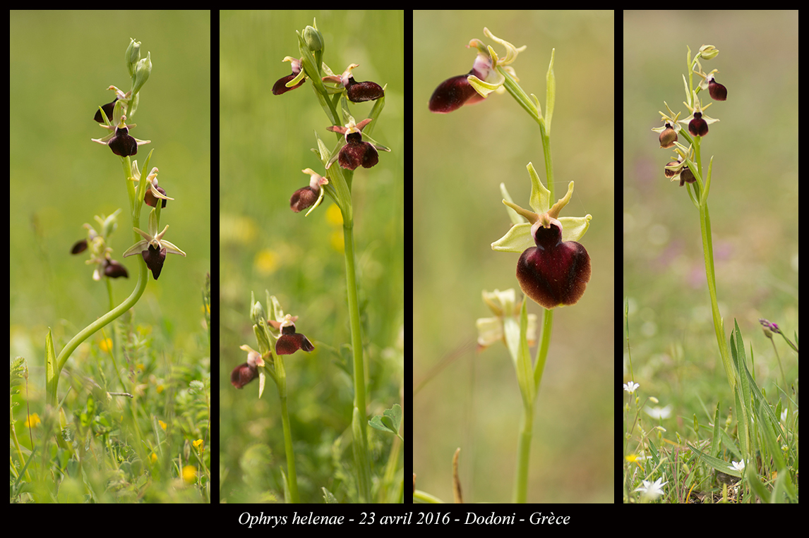 Orchidées de Grèce continentale Ophrys-helenae12