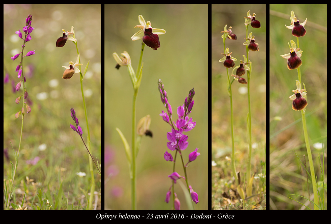 Orchidées de Grèce continentale Ophrys-helenae13