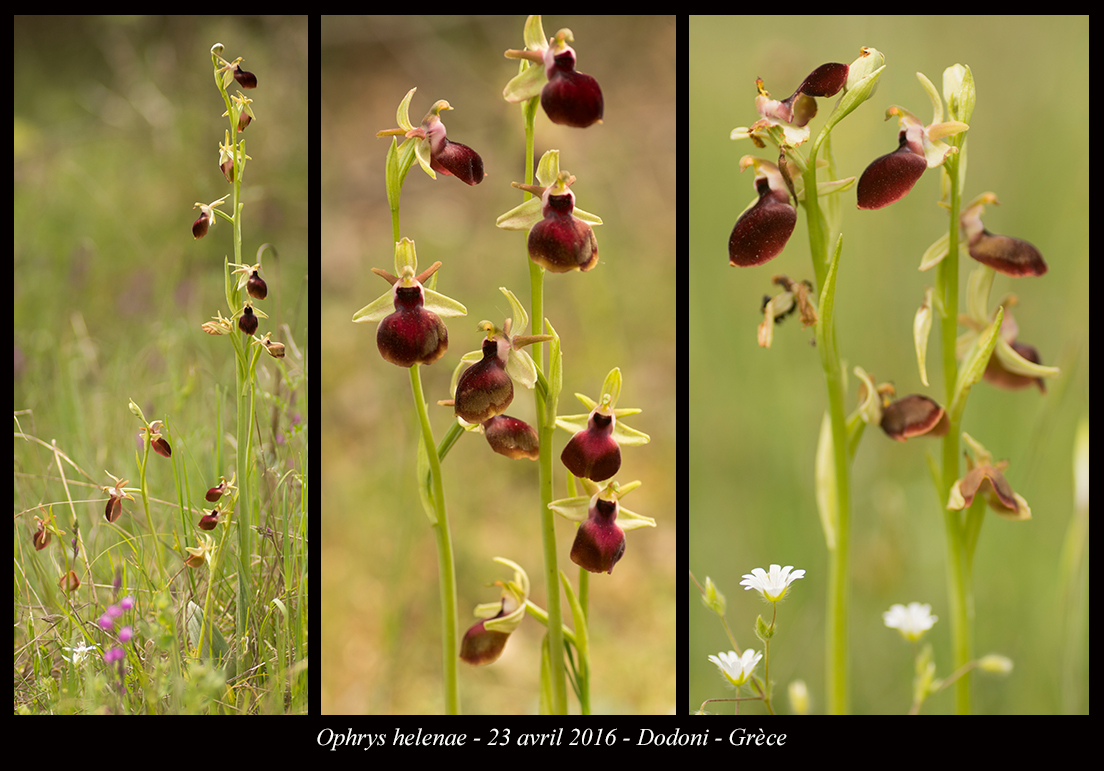 Orchidées de Grèce continentale Ophrys-helenae14