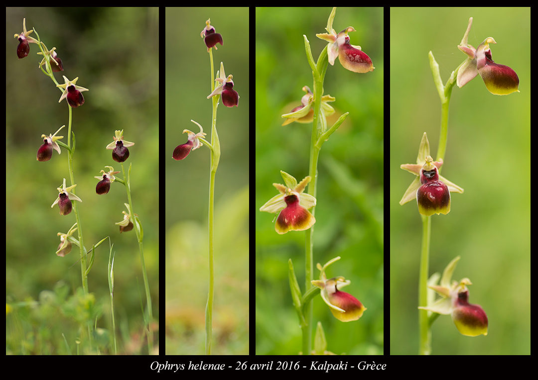 Ophrys Helenae Ophrys-helenae2