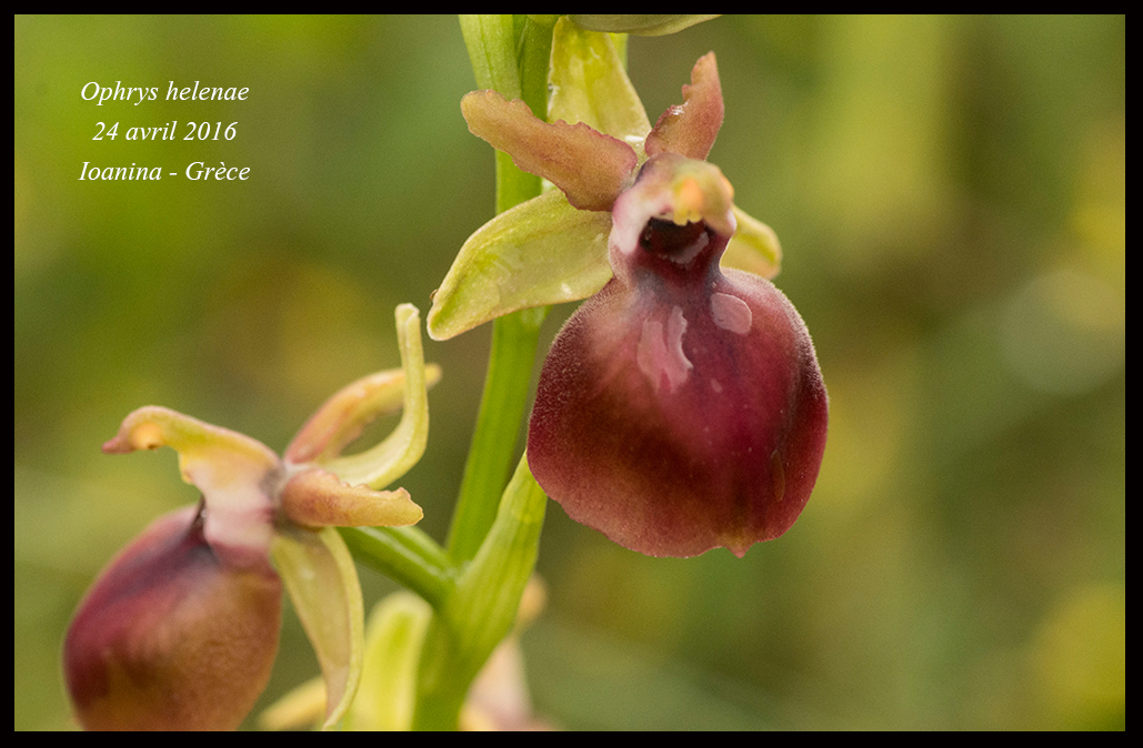 Orchidées de Grèce continentale Ophrys-helenae4