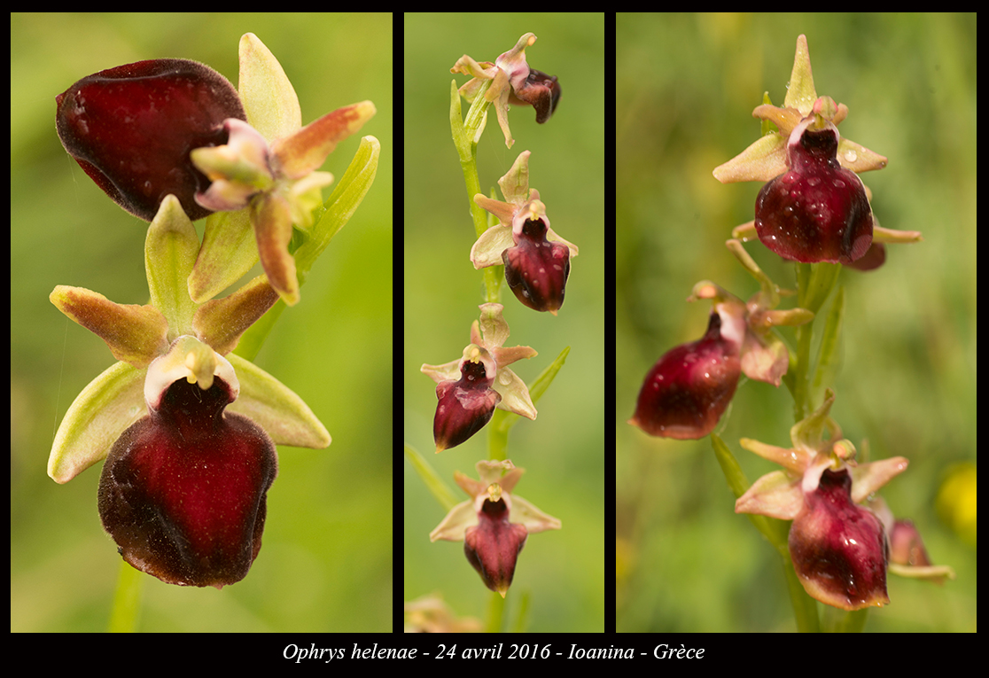 Orchidées de Grèce continentale Ophrys-helenae5