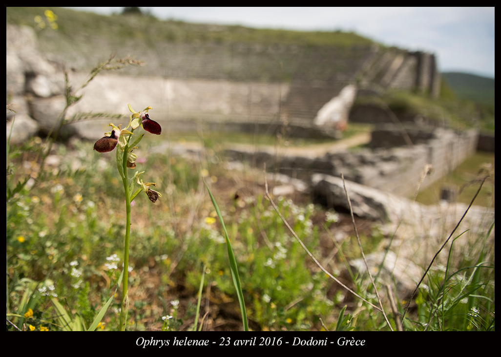 Orchidées de Grèce continentale Ophrys-helenae9