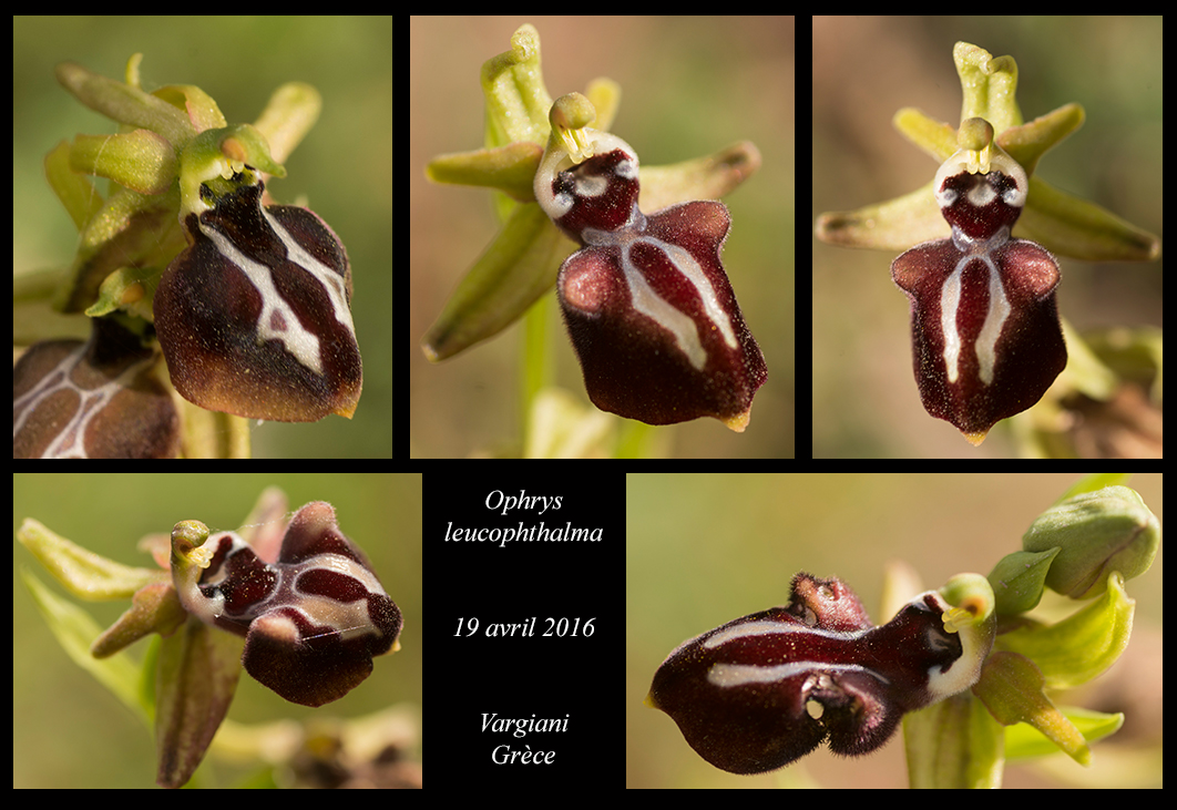 Orchidées de Grèce continentale Ophrys-leucophthalma