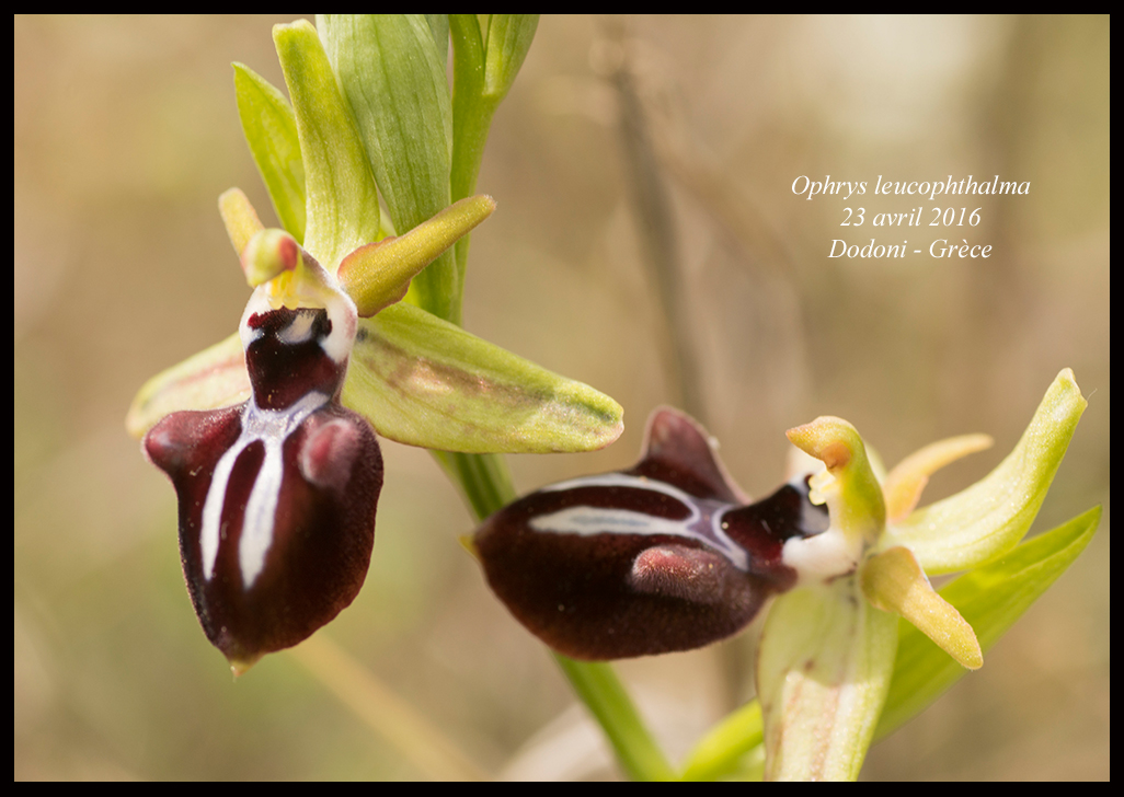 Orchidées de Grèce continentale Ophrys-leucophthalma2