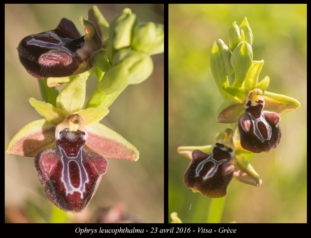 Orchidées de Grèce continentale Ophrys-leucophthalma4