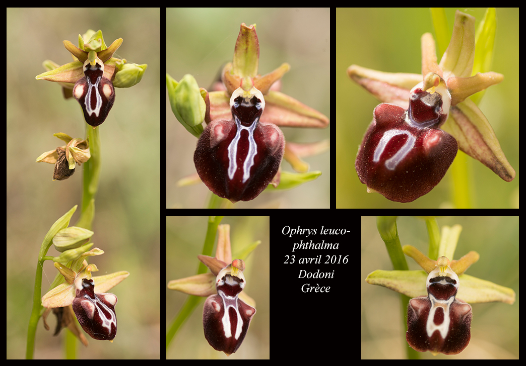 Orchidées de Grèce continentale Ophrys-leucophthalma5