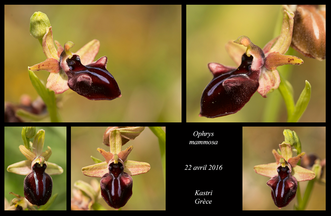 Orchidées de Grèce continentale Ophrys-mammosa