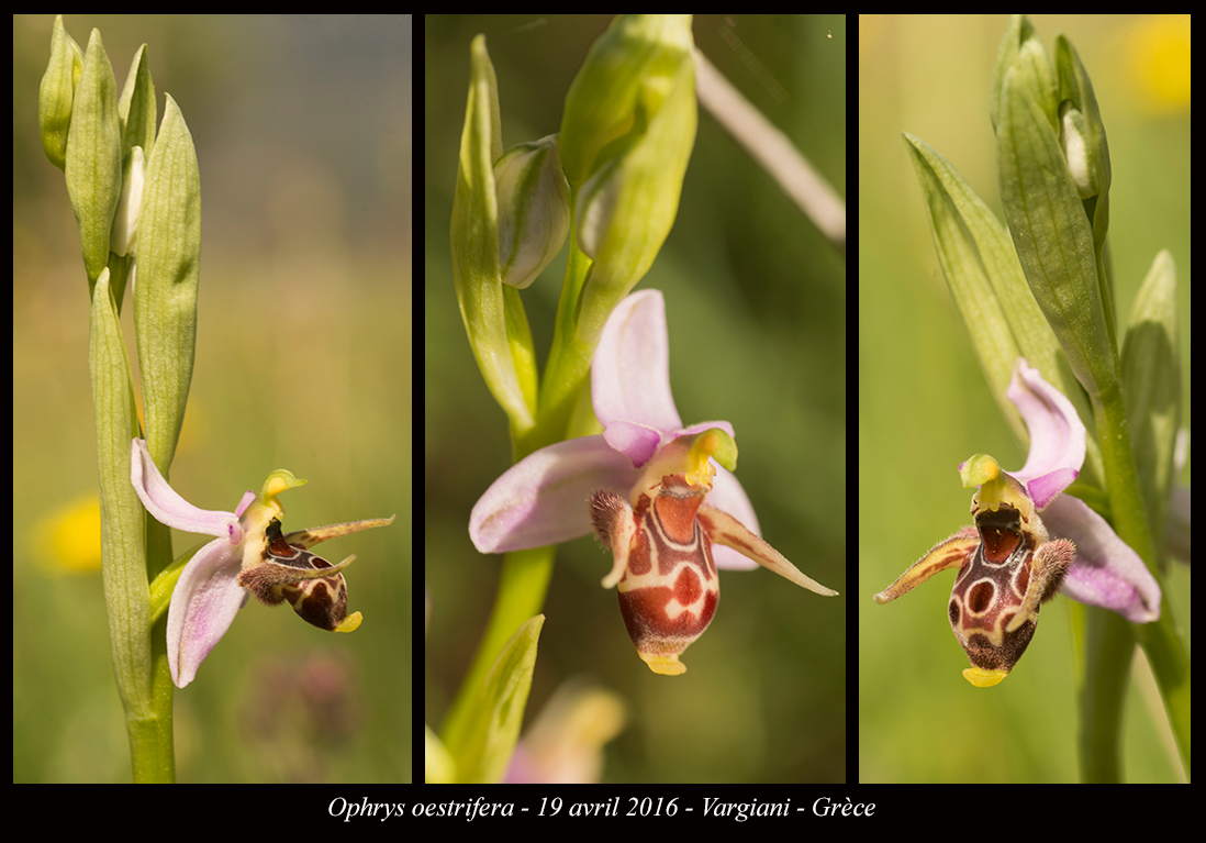 Orchidées de Grèce continentale Ophrys-oestrifera2