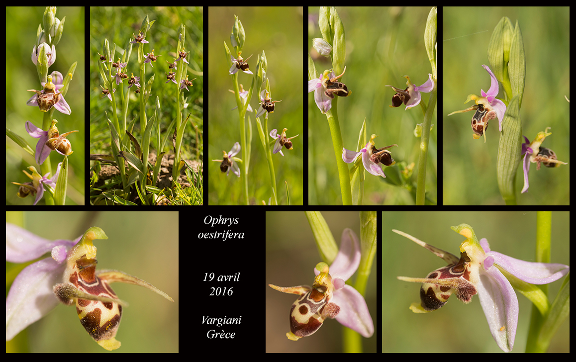 Orchidées de Grèce continentale Ophrys-oestrifera4