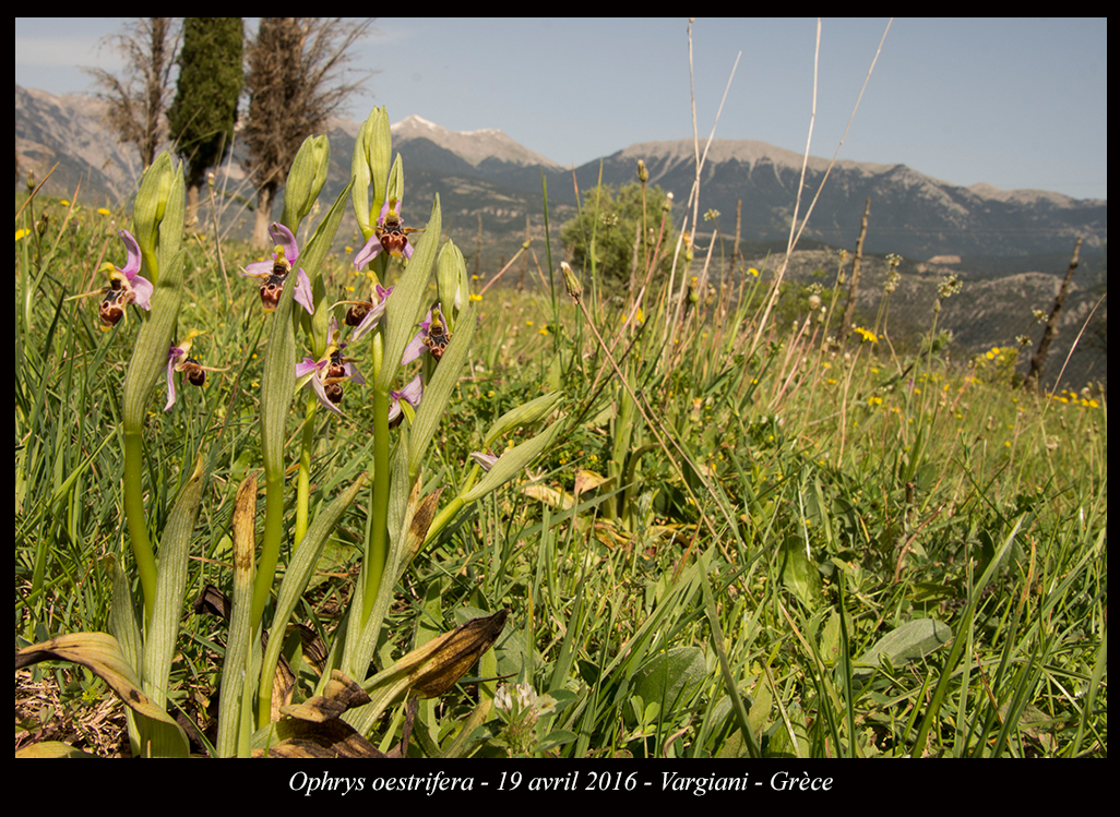 Orchidées de Grèce continentale Ophrys-oestrifera5