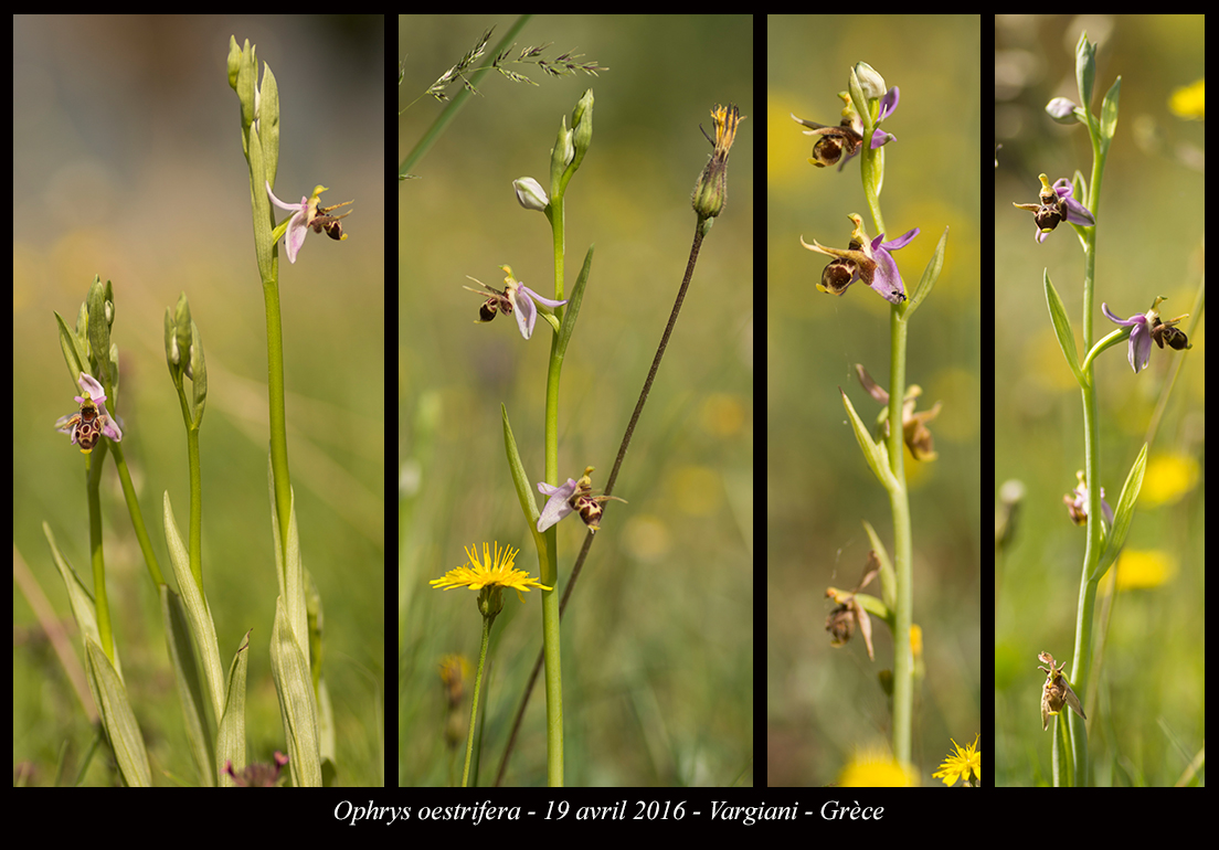 Orchidées de Grèce continentale Ophrys-oestrifera6