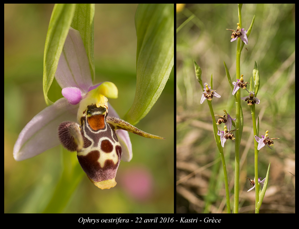 Orchidées de Grèce continentale Ophrys-oestrifera7
