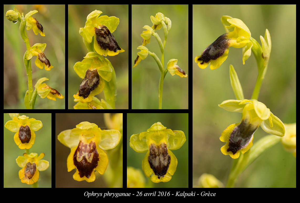 Orchidées de Grèce continentale Ophrys-phryganae3