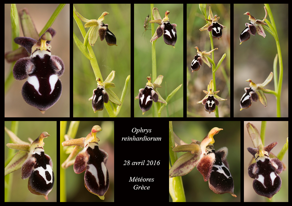 Orchidées de Grèce continentale - Page 2 Ophrys-reinhardiorum