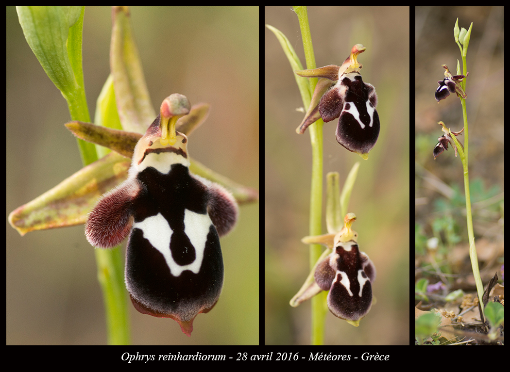 Orchidées de Grèce continentale - Page 2 Ophrys-reinhardiorum2