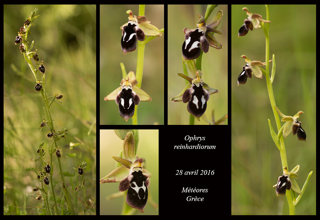 Ophrys reinhardiorum Ophrys-reinhardiorum4