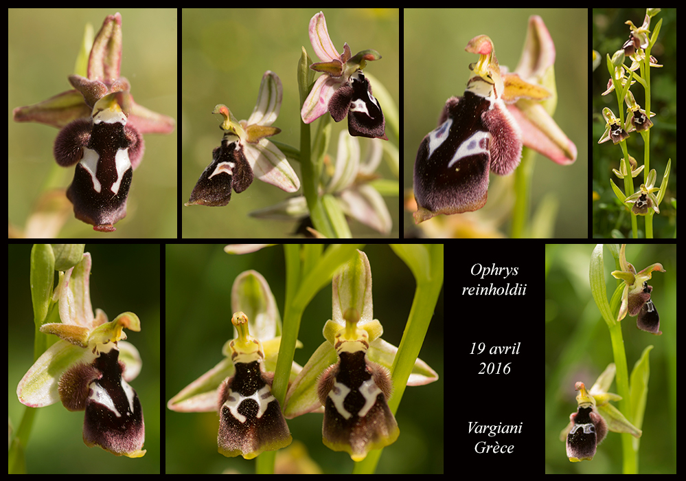 Orchidées de Grèce continentale Ophrys-reinholdii
