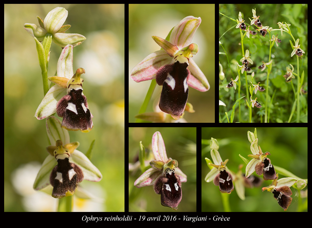 Orchidées de Grèce continentale Ophrys-reinholdii2