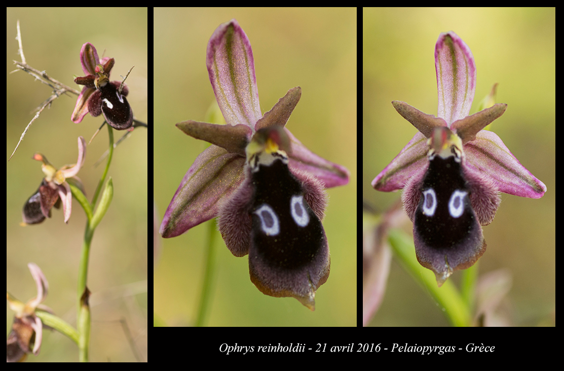 Orchidées de Grèce continentale Ophrys-reinholdii3