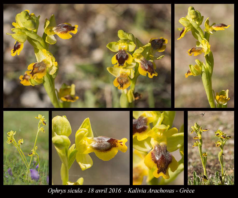 Orchidées de Grèce continentale - Page 2 Ophrys-sicula2