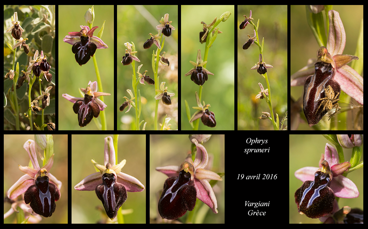Orchidées de Grèce continentale - Page 2 Ophrys-spruneri3