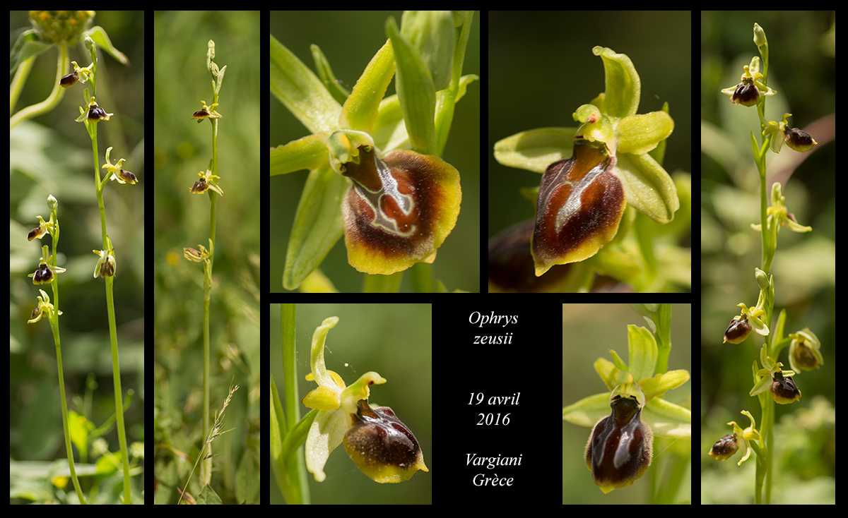 Orchidées de Grèce continentale - Page 2 Ophrys-zeusii4