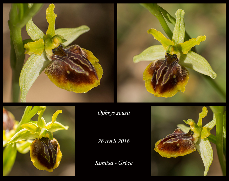 Ophrys zeusii Ophrys-zeusii7