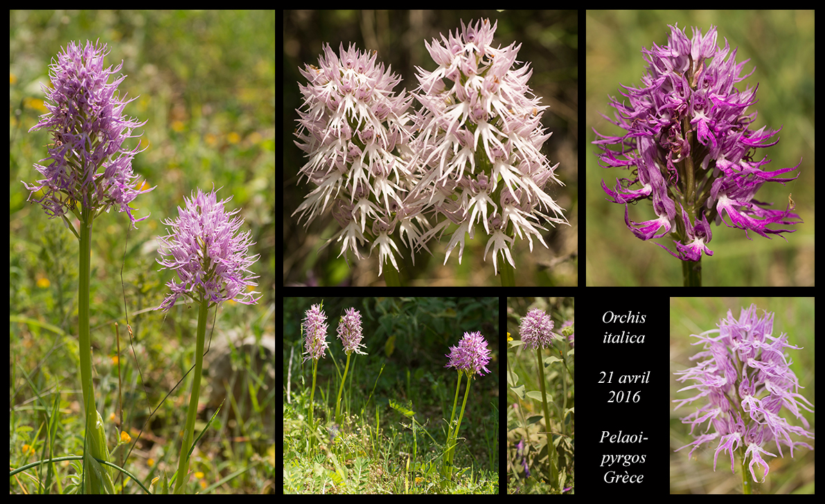 Orchidées de Grèce continentale - Page 2 Orchis-italica3