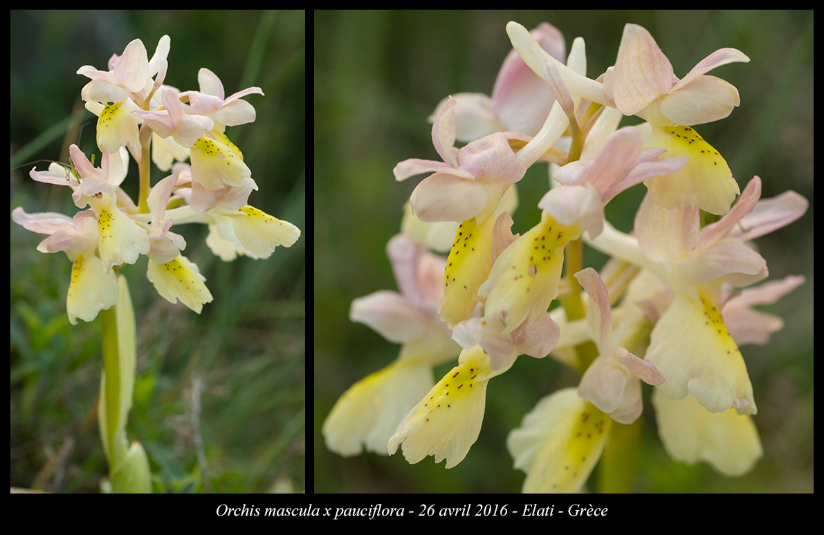 Orchidées de Grèce continentale - Page 2 Orchis-mascula-x-pauciflora