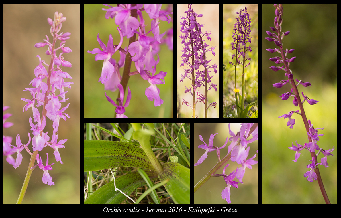 Orchidées de Grèce continentale - Page 2 Orchis-ovalis