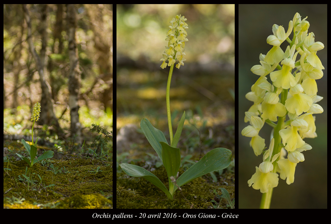 Orchidées de Grèce continentale - Page 2 Orchis-pallens3