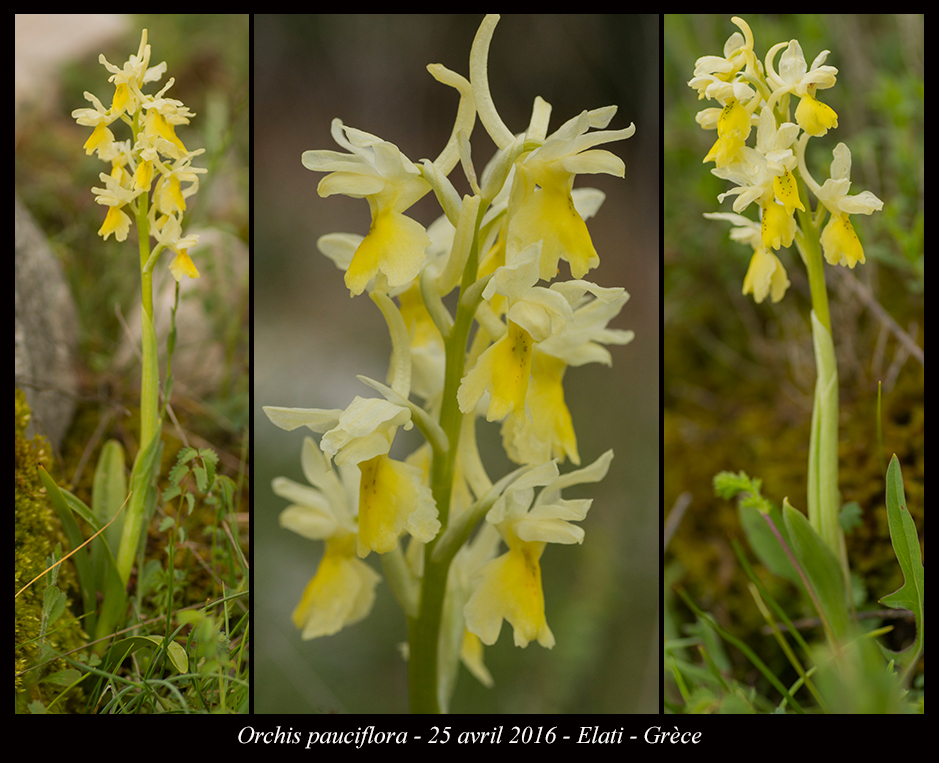 Orchidées de Grèce continentale - Page 2 Orchis-pauciflora2