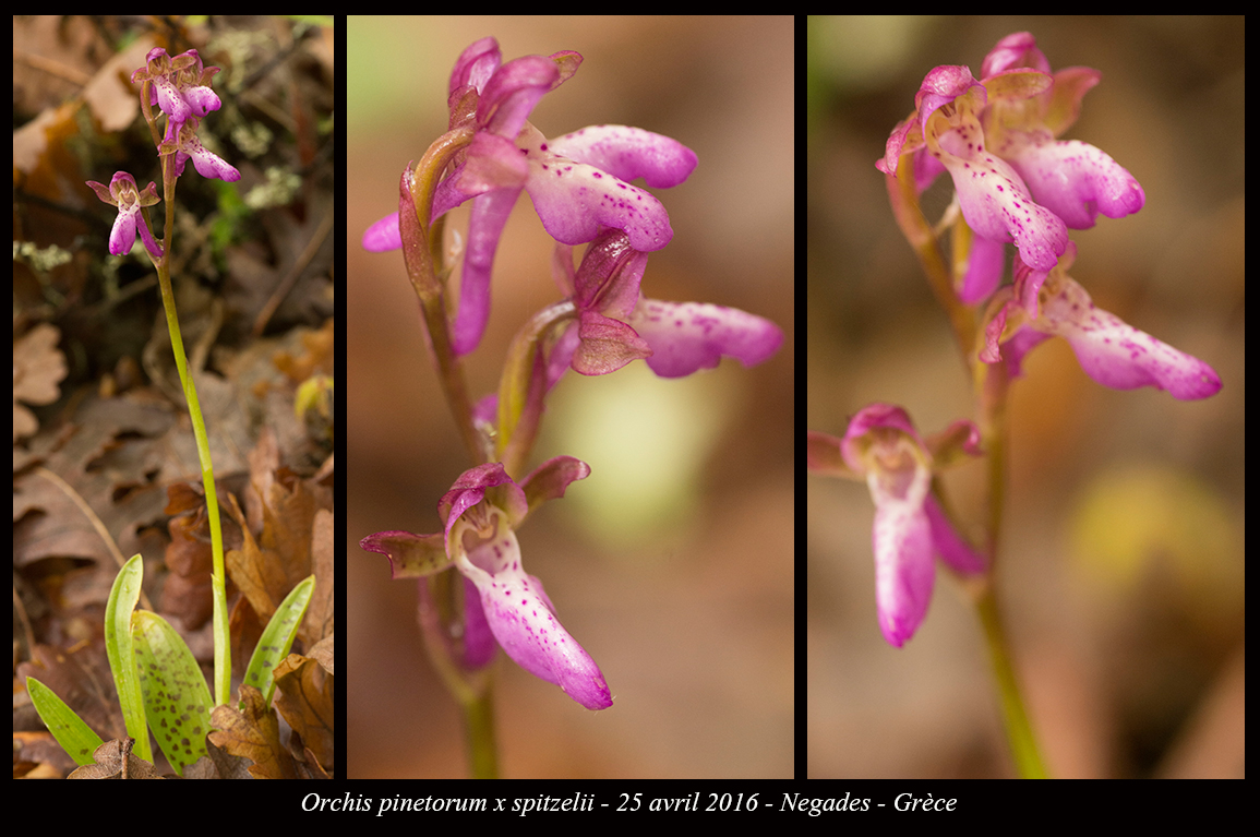 Orchidées de Grèce continentale - Page 2 Orchis-pinetorum-x-spitzelii