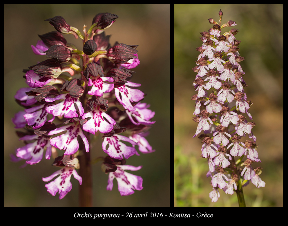 Orchidées de Grèce continentale - Page 2 Orchis-purpurea2
