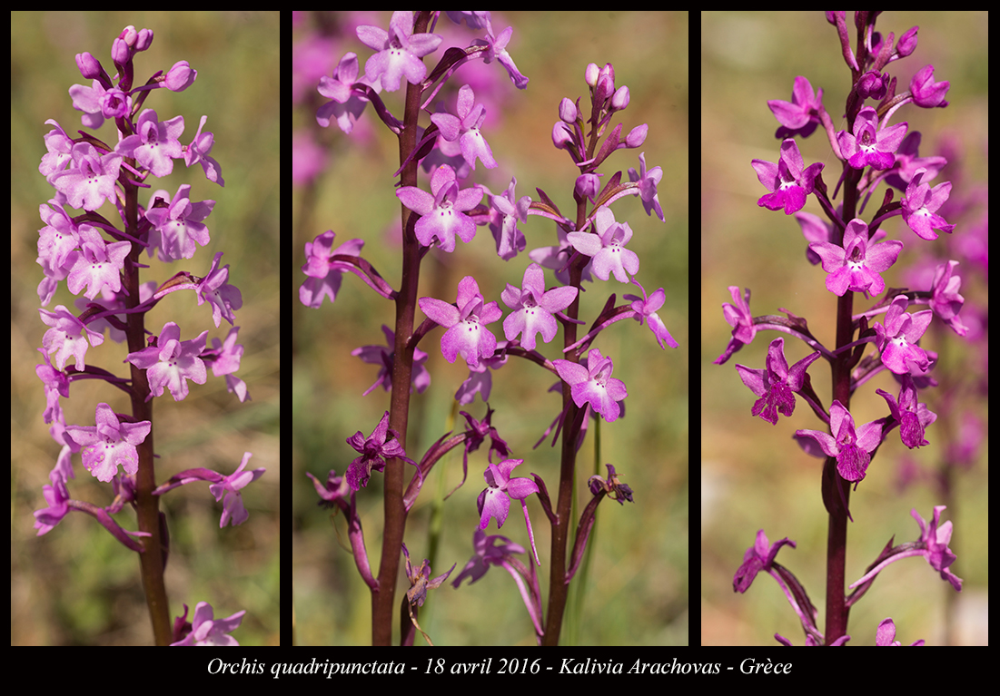 Orchidées de Grèce continentale - Page 2 Orchis-quadripunctata2