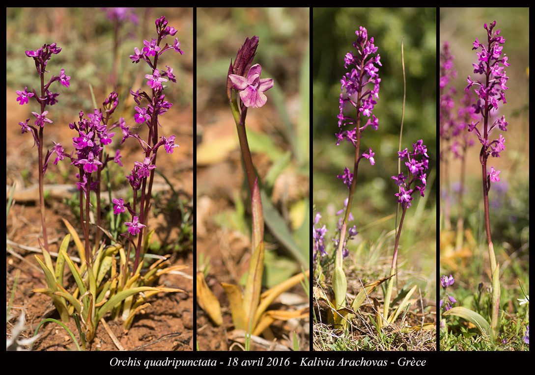 Orchidées de Grèce continentale - Page 2 Orchis-quadripunctata3